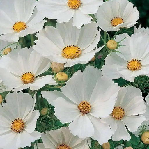Cosmos Bipinnatus Seeds - Pure White (Cosmos 'Purity') Wildflower Seeds - Caribbean garden seed