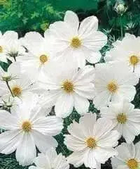 Cosmos Bipinnatus Seeds - Pure White (Cosmos 'Purity') Wildflower Seeds - Caribbean garden seed