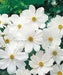 Cosmos Bipinnatus Seeds - Pure White (Cosmos 'Purity') Wildflower Seeds - Caribbean garden seed