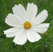 Cosmos Bipinnatus Seeds - Pure White (Cosmos 'Purity') Wildflower Seeds - Caribbean garden seed
