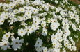 COSMOS Flowers Seeds -DWARF WHITE - Tolerates poor, dry soil - Easy to grow Flowers - Caribbean garden seed