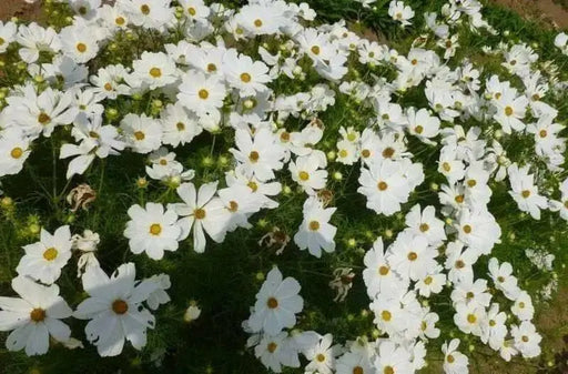COSMOS Flowers Seeds -DWARF WHITE - Tolerates poor, dry soil - Easy to grow Flowers - Caribbean garden seed