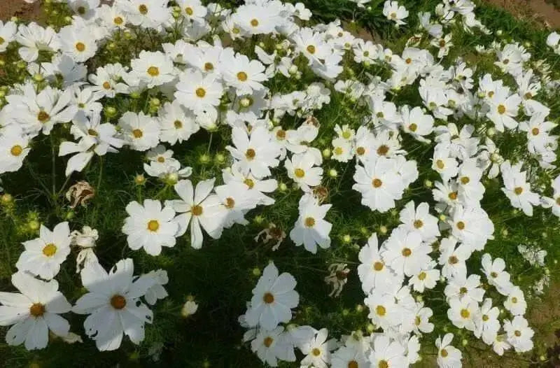 COSMOS Flowers Seeds -DWARF WHITE - Tolerates poor, dry soil - Easy to grow Flowers - Caribbean garden seed