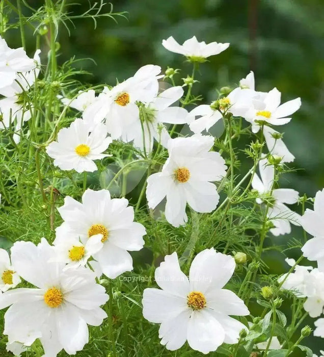 COSMOS Flowers Seeds -DWARF WHITE - Tolerates poor, dry soil - Easy to grow Flowers - Caribbean garden seed