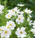 COSMOS Flowers Seeds -DWARF WHITE - Tolerates poor, dry soil - Easy to grow Flowers - Caribbean garden seed
