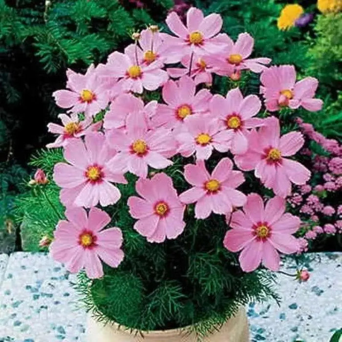 COSMOS Flowers Seeds -DWARF PINK  - Easy to grow - Caribbean garden seed