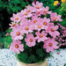 COSMOS Flowers Seeds -DWARF PINK  - Easy to grow - Caribbean garden seed