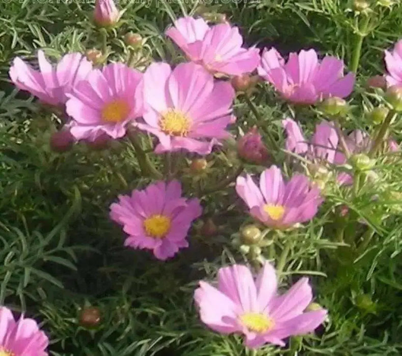 COSMOS Flowers Seeds -DWARF PINK  - Easy to grow - Caribbean garden seed