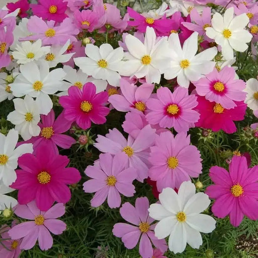 Cosmos Mixed (Live starter plant) Annual Flowers Plants - Caribbean garden seed