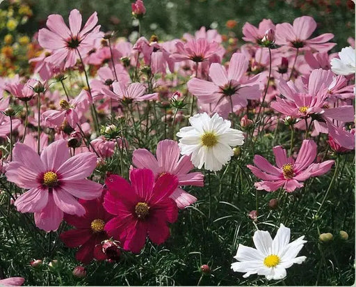 Cosmos Mixed (Live starter plant) Annual Flowers Plants - Caribbean garden seed