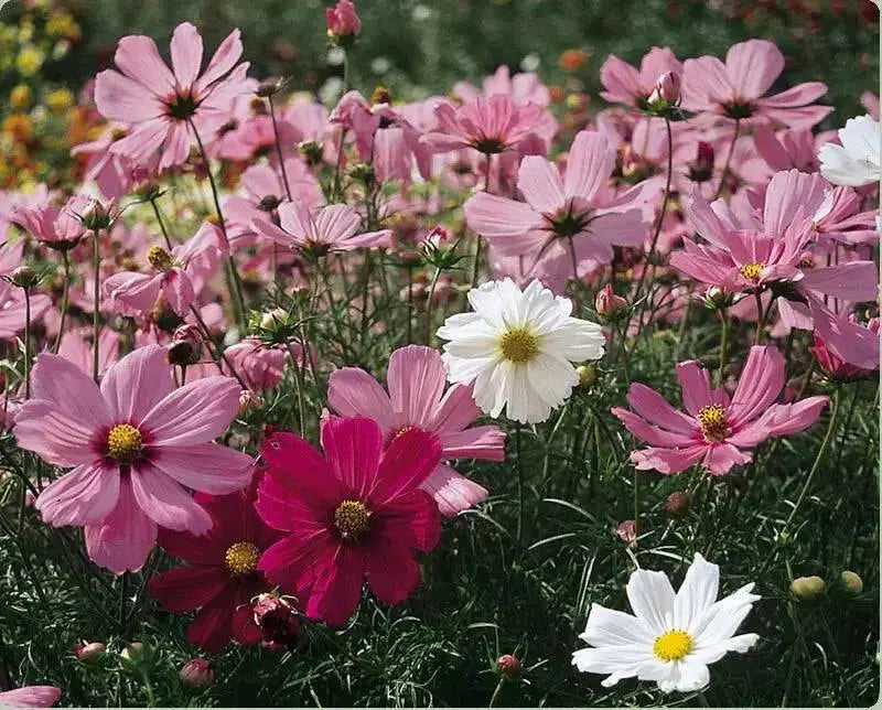 Cosmos Mixed (Live starter plant) Annual Flowers Plants - Caribbean garden seed