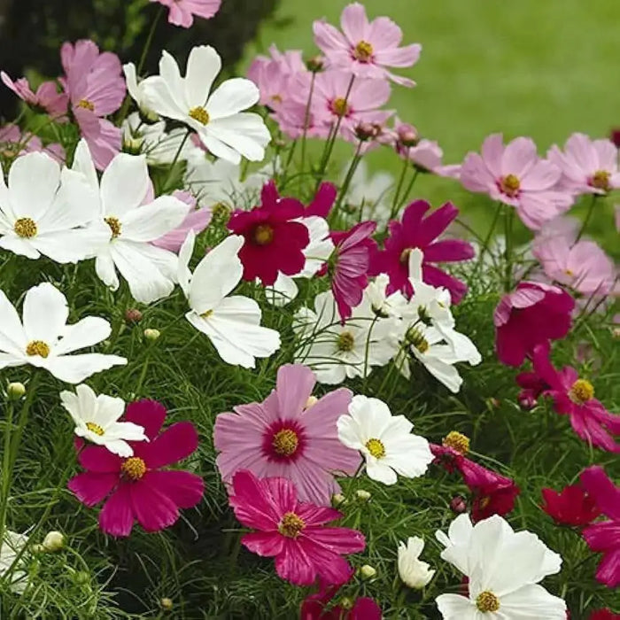Cosmos Mixed (Live starter plant) Annual Flowers Plants - Caribbean garden seed