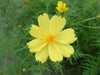Cosmos Flowers Seeds ,YELLOW ,One of the most popular annuals Flowers  to grow ! - Caribbean garden seed
