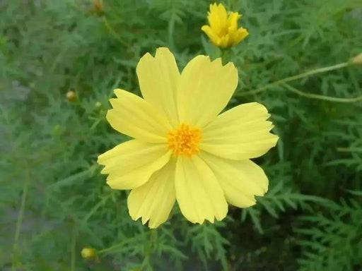 Cosmos Flowers Seeds ,YELLOW ,One of the most popular annuals Flowers  to grow ! - Caribbean garden seed