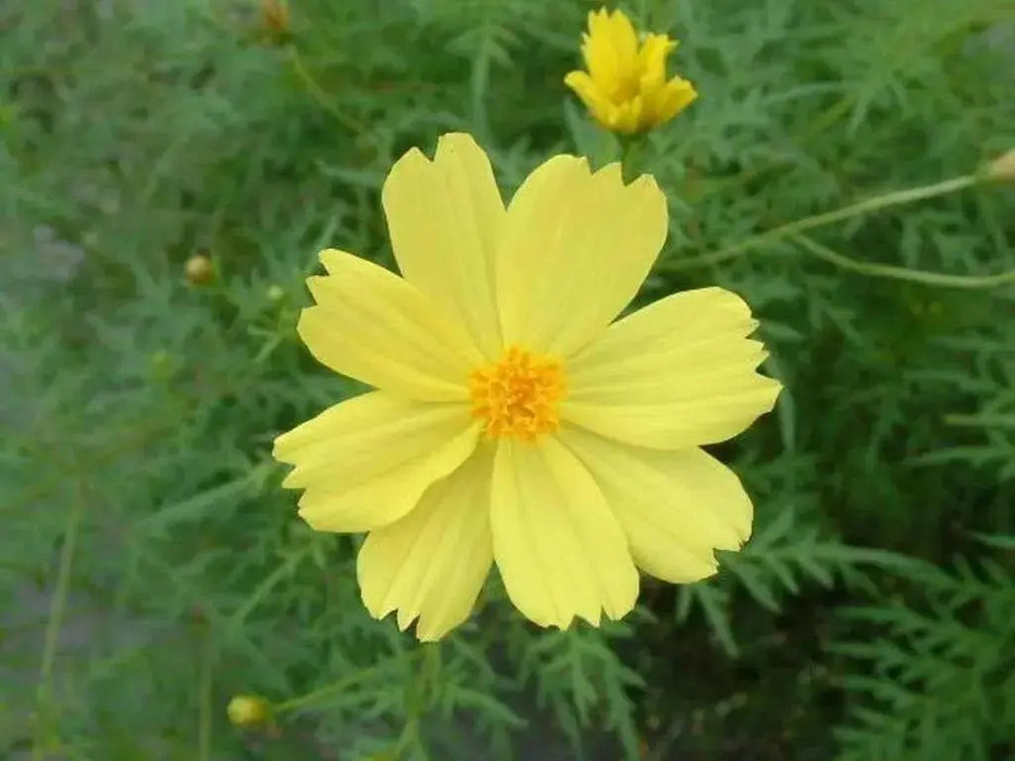 Cosmos Flowers Seeds ,YELLOW ,One of the most popular annuals Flowers  to grow ! - Caribbean garden seed