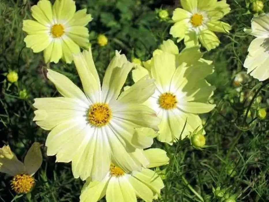 Cosmos Flowers Seeds ,YELLOW ,One of the most popular annuals Flowers  to grow ! - Caribbean garden seed