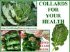 COLLARD  GREENS Seeds, Morris Heading, PERENNIAL VEGETABLE - Caribbean garden seed