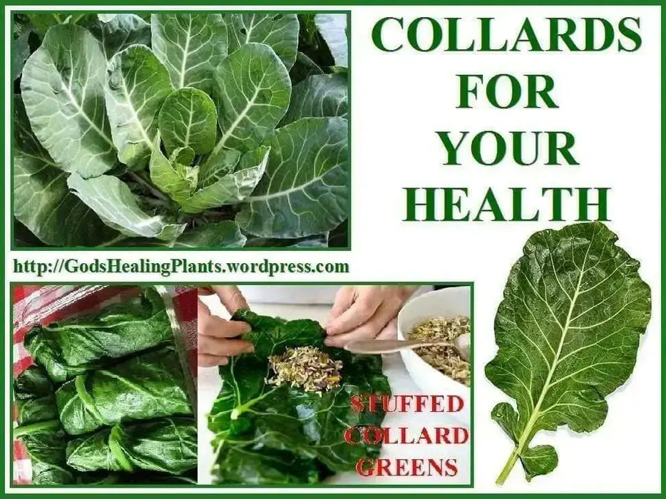 COLLARD  GREENS Seeds, Morris Heading, PERENNIAL VEGETABLE - Caribbean garden seed