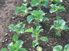 COLLARD  GREENS Seeds, Morris Heading, PERENNIAL VEGETABLE - Caribbean garden seed