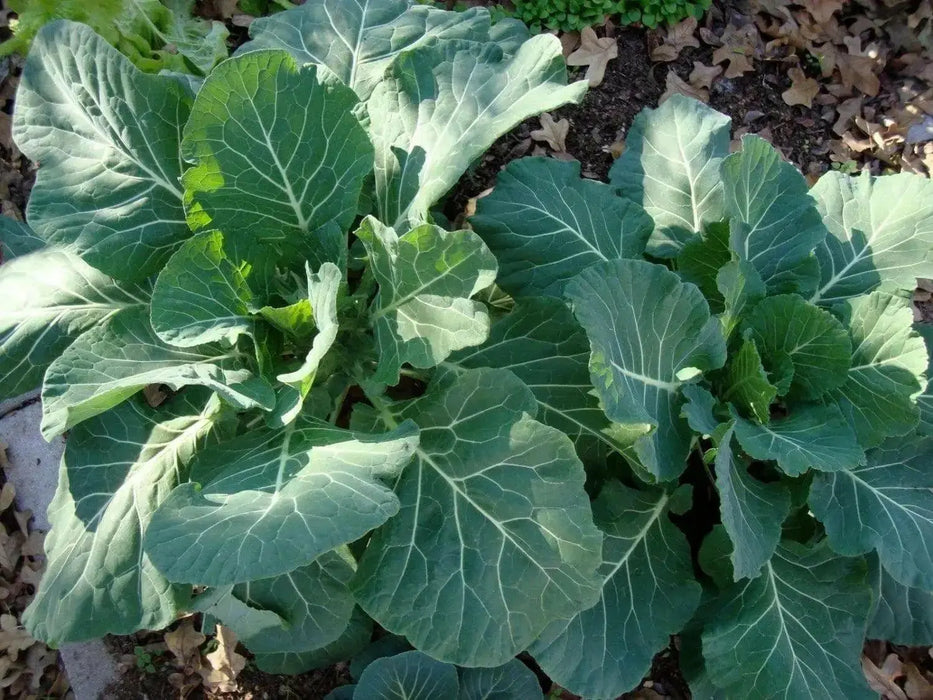 COLLARD  GREENS Seeds, Morris Heading, PERENNIAL VEGETABLE - Caribbean garden seed