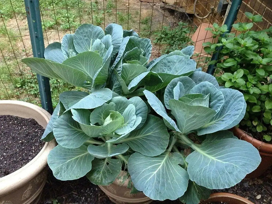COLLARD  GREENS Seeds, Morris Heading, PERENNIAL VEGETABLE - Caribbean garden seed