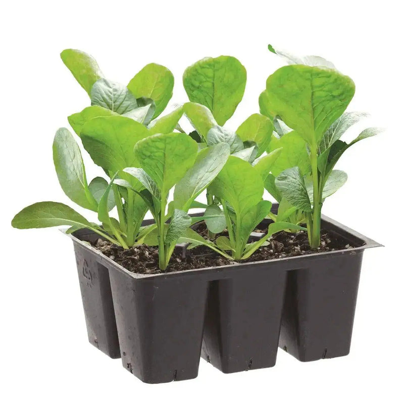 COLLARD  GREENS Seeds, Morris Heading, PERENNIAL VEGETABLE - Caribbean garden seed