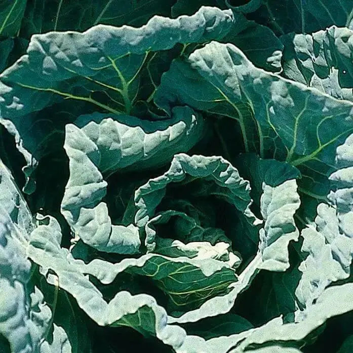 COLLARD  GREENS Seeds, Morris Heading, PERENNIAL VEGETABLE - Caribbean garden seed