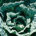 COLLARD  GREENS Seeds, Morris Heading, PERENNIAL VEGETABLE - Caribbean garden seed