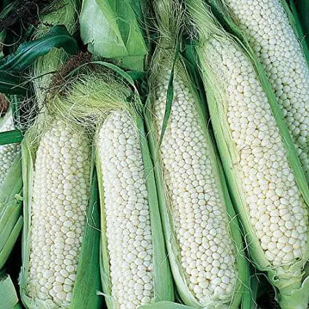 Country Gentleman" Corn Seed  (O.P.Open pollination) Heirloom - Caribbean garden seed
