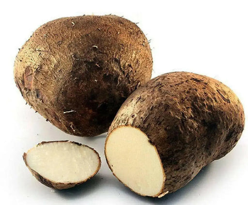 Costa Rican White Yam or Name root, CARIBBEAN ROOT VEGETABLE - Caribbean garden seed