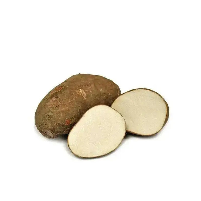 Costa Rican White Yam or Name root, CARIBBEAN ROOT VEGETABLE - Caribbean garden seed