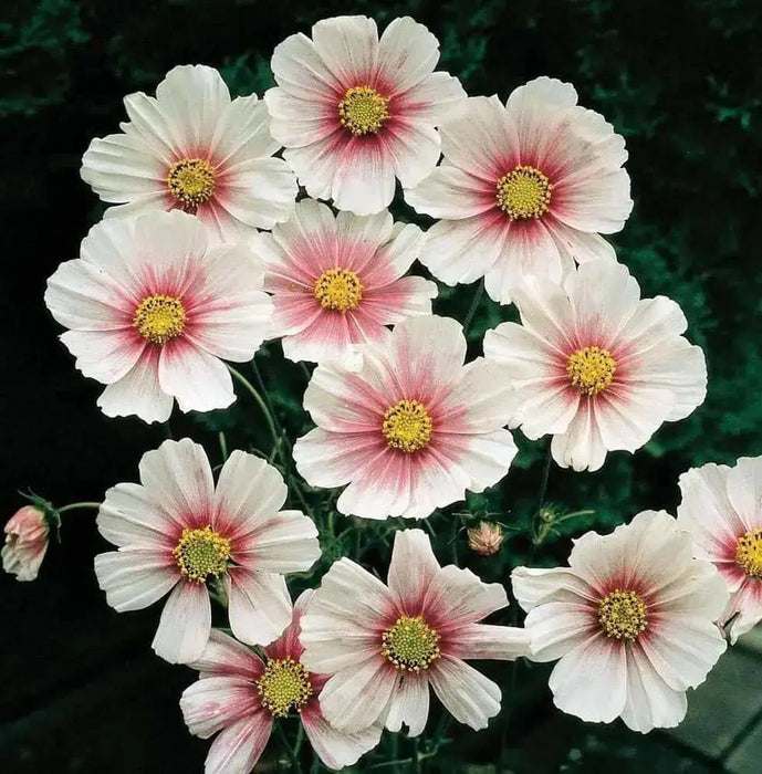 Cosmos ‘Daydream’ (Cosmos bipinnatus) Annual Flowers Seed - Caribbean garden seed