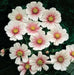 Cosmos ‘Daydream’ (Cosmos bipinnatus) Annual Flowers Seed - Caribbean garden seed