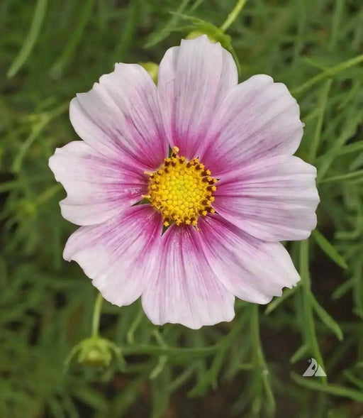 Cosmos ‘Daydream’ (Cosmos bipinnatus) Annual Flowers Seed - Caribbean garden seed