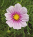 Cosmos ‘Daydream’ (Cosmos bipinnatus) Annual Flowers Seed - Caribbean garden seed