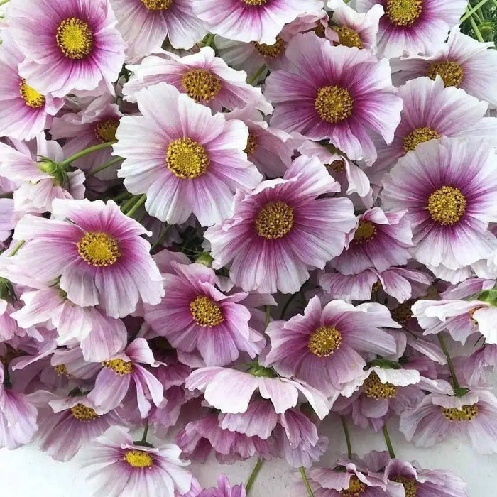 Cosmos ‘Daydream’ (Cosmos bipinnatus) Annual Flowers Seed - Caribbean garden seed