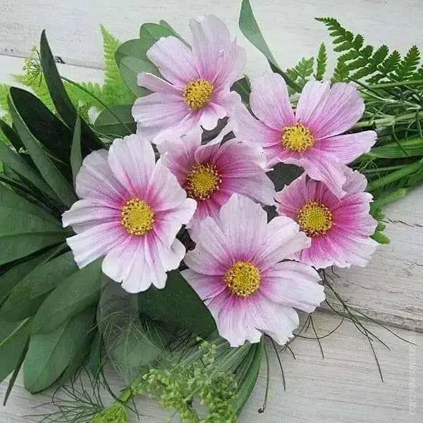 Cosmos ‘Daydream’ (Cosmos bipinnatus) Annual Flowers Seed - Caribbean garden seed