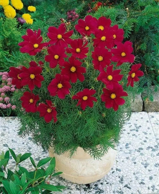 Cosmos (Cosmos bipinnatus) Dwarf Red, Flowers Seed - Caribbean garden seed