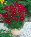 Cosmos (Cosmos bipinnatus) Dwarf Red, Flowers Seed - Caribbean garden seed