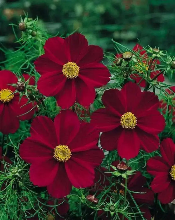 Cosmos (Cosmos bipinnatus) Dwarf Red, Flowers Seed - Caribbean garden seed