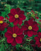 Cosmos (Cosmos bipinnatus) Dwarf Red, Flowers Seed - Caribbean garden seed
