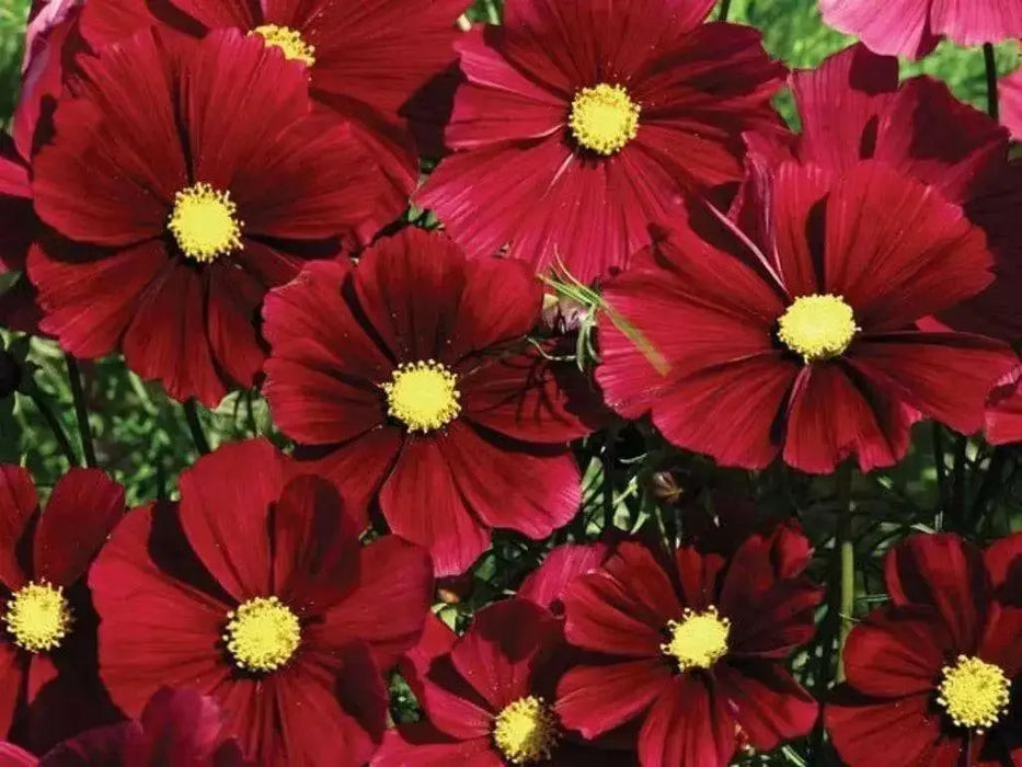 Cosmos (Cosmos bipinnatus) Dwarf Red, Flowers Seed - Caribbean garden seed