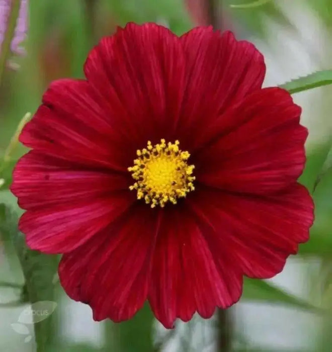 Cosmos (Cosmos bipinnatus) Dwarf Red, Flowers Seed - Caribbean garden seed