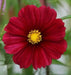 Cosmos (Cosmos bipinnatus) Dwarf Red, Flowers Seed - Caribbean garden seed
