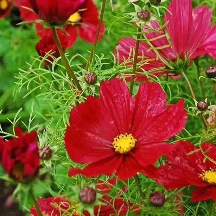 Cosmos (Cosmos bipinnatus) Dwarf Red, Flowers Seed - Caribbean garden seed