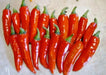 Costeno Rojo Pepper Seeds(Capsicum annuum) Perfect for drying - Caribbean garden seed