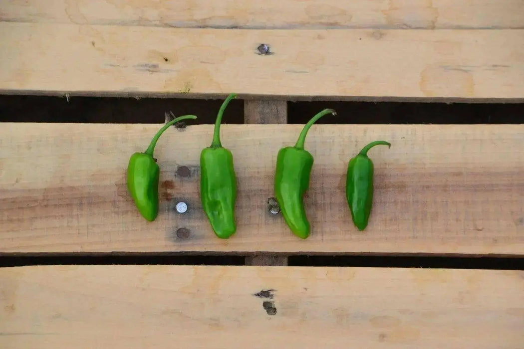 Costeno Rojo Pepper Seeds(Capsicum annuum) Perfect for drying - Caribbean garden seed