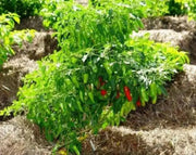 Costeno Rojo Pepper Seeds(Capsicum annuum) Perfect for drying - Caribbean garden seed