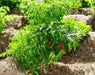 Costeno Rojo Pepper Seeds(Capsicum annuum) Perfect for drying - Caribbean garden seed