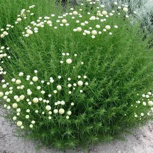Cotton Lavender Seeds (Santolina rosmarinifolia) Perennial Herb - Caribbean garden seed